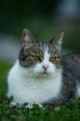 Adult tabby cat in a garden