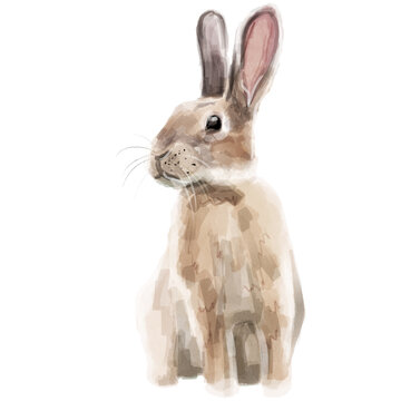 Watercolor of a hare rabbit isolated illustration on a white background