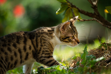 Tabby kitten in a summer garden