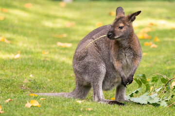 The red-necked wallaby or Bennett's wallaby (Macropus rufogriseus) is a medium-sized macropod marsupial (wallaby), common in the more temperate and fertile parts of eastern Australia. Green bokeh.