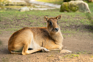 Deer lies on the ground.