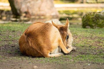 Deer lies on the ground.