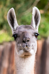 The guanaco (Lama guanicoe) is a camelid native to South America, closely related to the llama. Guanacos are one of two wild camelids, the other being the vicuña, which lives at higher elevations.