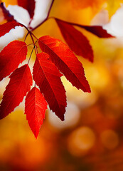red autumn leaves