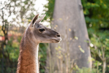 The guanaco (Lama guanicoe) is a camelid native to South America, closely related to the llama. Guanacos are one of two wild camelids, the other being the vicuña, which lives at higher elevations.