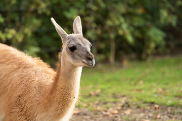 The guanaco (Lama guanicoe) is a camelid native to South America, closely related to the llama. Guanacos are one of two wild camelids, the other being the vicuña, which lives at higher elevations.