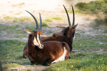 The sable antelope (Hippotragus niger) is an antelope which inhabits wooded savanna in East and Southern Africa, from the south of Kenya to South Africa, with a separate population in Angola.