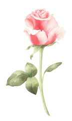 Obraz premium Watercolor pink rose isolated. Shabby illustration.