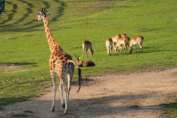 Naklejka na ściany i meble Group of wild zebras, giraffe, southern lechwe, beisa oryx and blesbok in the African savanna. Wildlife of Africa. Tanzania. Serengeti national park. African landscape.