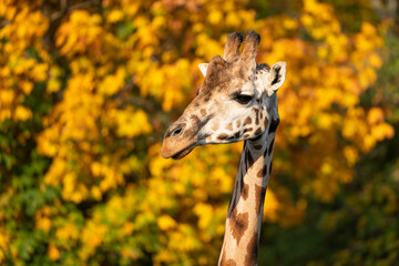 Two Rothschild giraffes, Giraffa camelopardalis rothschildi, against autumn foliage background. This subspecies of Northern giraffe is endangered in the wild.