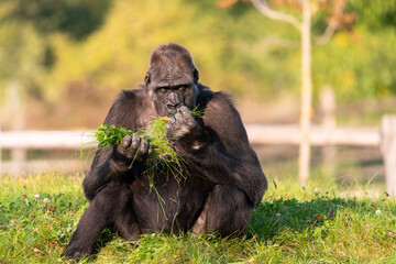 Mountain gorilla in the Bwindi Impenetrable National Park. Gorilla in the natural habitat. Wildlife in Uganda.