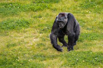 Mountain gorilla in National Park.