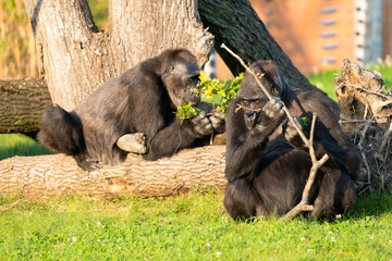 Mountain gorilla in the Bwindi Impenetrable National Park. Gorilla in the natural habitat. Wildlife in Uganda.