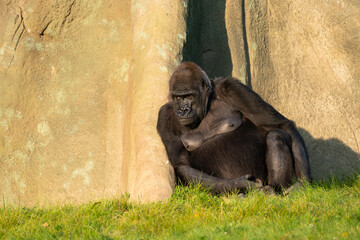 Gorilla female sitting in the grass near solid rock and resting. High quality photo. Sun shining.