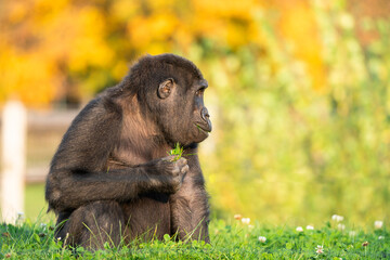 Gorilla baby sitting in the grass and eating. High quality photo with blur bokeh background. Autumn.