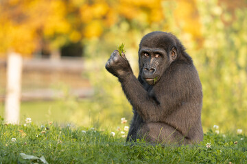 Gorilla baby sitting in the grass and eating. High quality photo with blur bokeh background. Autumn.