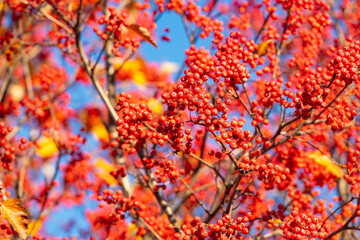 red autumn rowanberry branch. selective focus of red autumn rowanberry. autumn season
