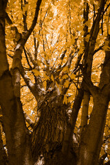 Autumn Tree Branches