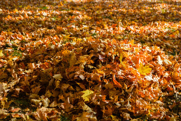 Autumn Leaves on the Ground