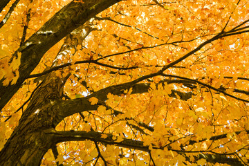 Tree in Autumn
