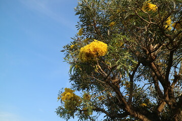 Golden trumpet tree with beautiful flowers