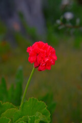 Beautiful pink flowers are blooming in the garden