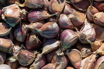 head of natural garlic shot close-up in the garden