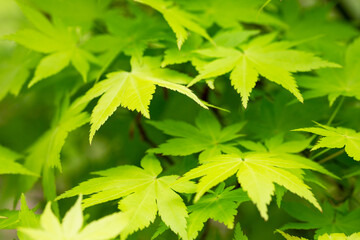 Japanese maple flowers. After the flowers bloom in spring, they attach propeller-shaped samara, and then they soar in the wind and fall to the ground to sprout.
