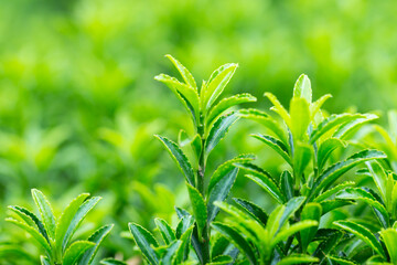 Young sprout in springtime,Closeup. spring green leaves on a bush. A shrub branch on a blurry green background, selective focus. The concept of a new life.