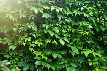 Fototapeta na wymiar A large garden wall made of green plant leaves. A green fence in a park made of leaves. Rapid spread of weed plants in the garden.