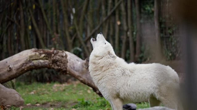 White wolf howling next to a wooden log