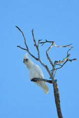 Australian adult Little Corella -Cacatua sanguinea- perched old tree branch blue sky soft morning light 