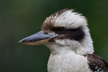 Close-up Australian Laughing Kookaburra -Dacelo novaeguineae- looking to camera overcast light 