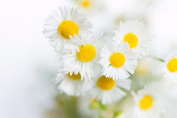 daisies, chamomile, flowers on a white background close-up