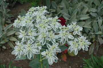 Numerous flowers of Euphorbia marginata in  mid August