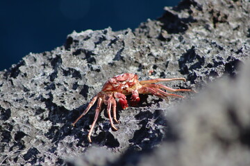 crab on the rock by the Indian ocean