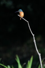 kingfisher in a forest