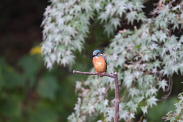 kingfisher in a forest