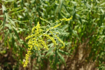 Closed buds of Solidago canadensis in mid August