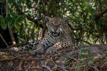 Irritated Jaguar lying on the top of a riverbank in the Pantanal, Brazil © Hans
