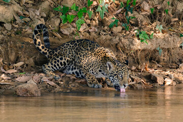 Fototapeta na wymiar Jaguar drinking from a river in the Pantanal, Brazil