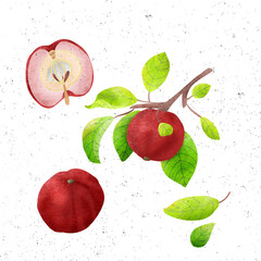 illustration of fruits  in Vintage Style
produce by mix media such as watercolor and digital arts.