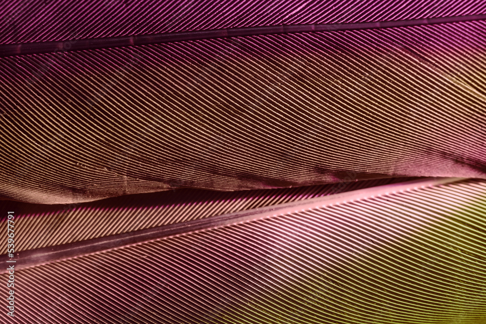 Aufkleber Close up Beautiful Bird feather background pattern texture for design. Macro photography view..
