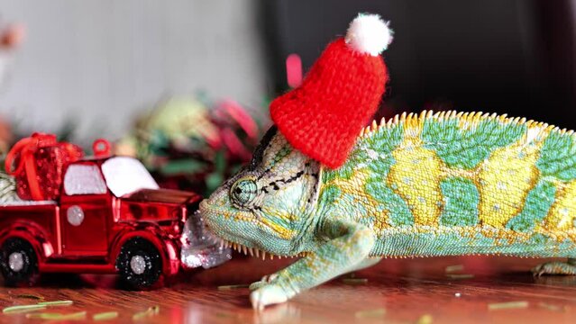 colorful funny chameleon in Christmas red Santa hat. New Year ans holiday party concept.