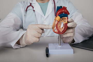 Doctor cardiologist showing anatomical model of human heart close-up