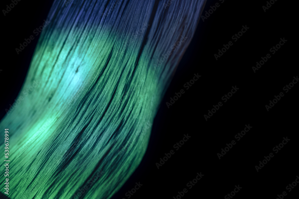 Leinwandbilder close up beautiful leaf in multicoloured green light on a black. minimalism retro style concept. bac