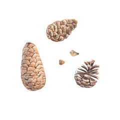 Watercolor cones of coniferous trees, set. Botanical illustration highlighted on a white background. Decoration for Christmas wreaths. Pine, spruce, cedar cones. Suitable for postcards, printing.