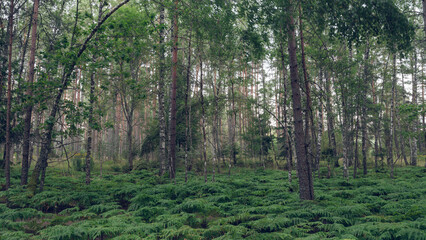 Obraz premium Fern thickets in the wild forest. Scenic landscape. Beautiful nature.