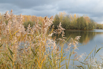 Fluffy dried reed grass on lake shore in autumn rainy day