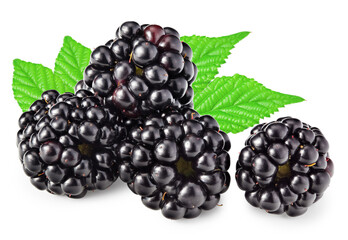 blackberries with leaves isolated on white background. clipping path